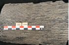 Foto (Detailansicht) von Sigillaria elongata Brongniart (NHMW-GEO-2024-0188-11066)